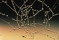 Water_drops_on_spider_web